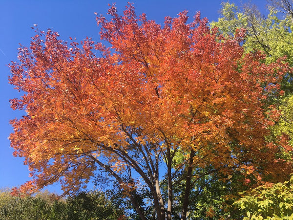 Red Maple - Acer rubrum