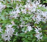 Rhododendron viscosum - Swamp Azalea