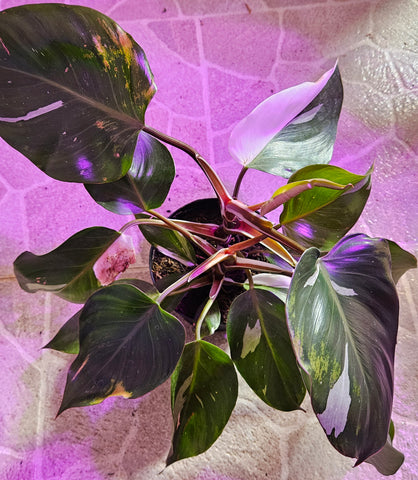 Philodendron- White Knight