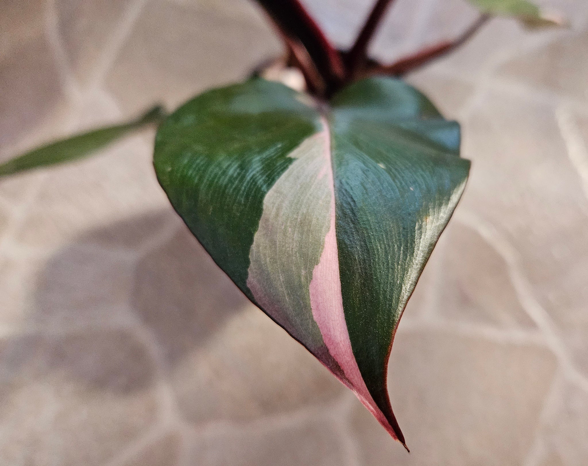 Philodendron - Pink Princess