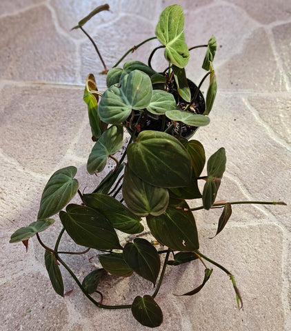 Philodendron- Micans
