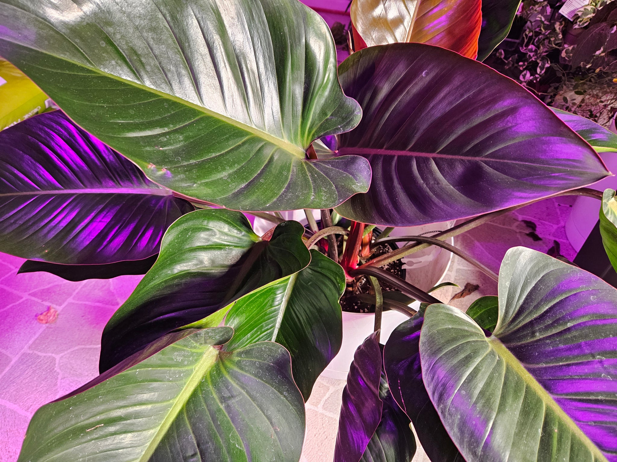 Philodendron - Rojo Congo
