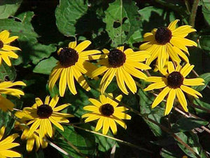 Orange Coneflower - Rudbeckia fulgida