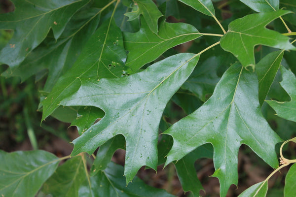 Southern Red Oak - Quercus falcata