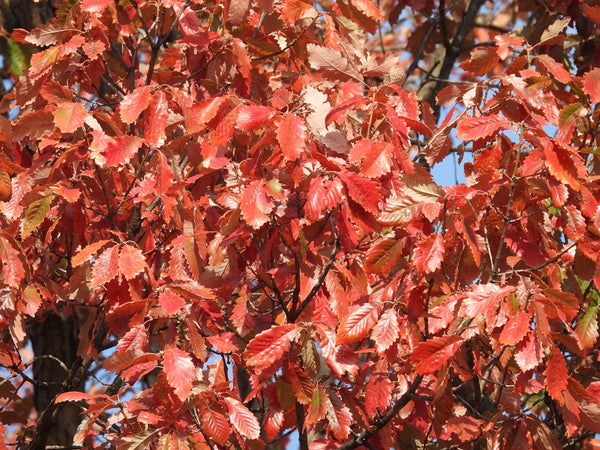 Swamp Chestnut Oak - Quercus michauxii