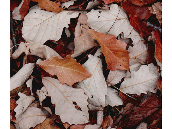 Swamp White Oak - Quercus bicolor