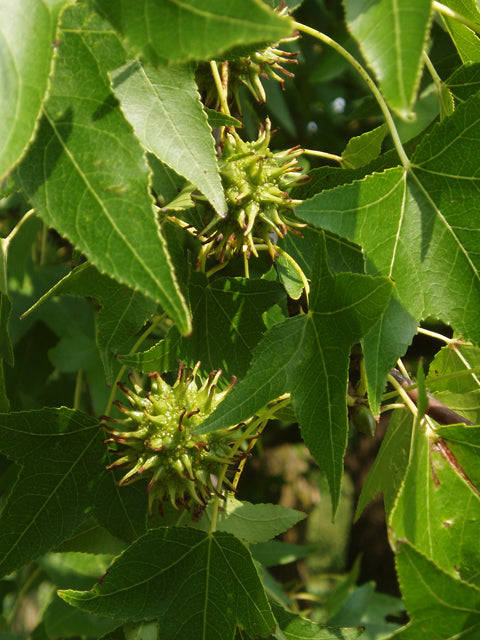 Sweetgum - Liquidambar styraciflua