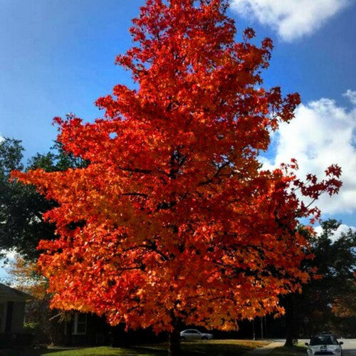 Sweetgum - Liquidambar styraciflua