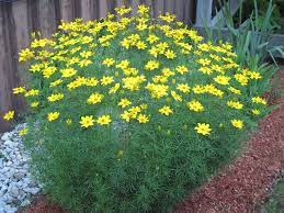 Tickseed - Coreopsis verticillata