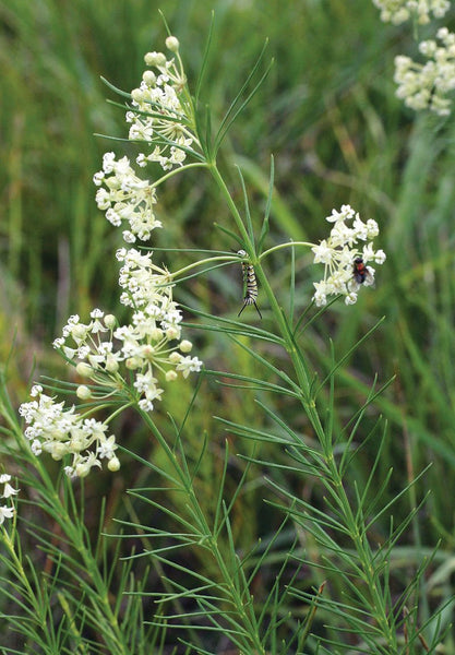 Milkweed Mix (1 Swamp Milkweed- Asclepias incarnata/1 Butterflyweed - Asclepias tuberosa/1 Whorled Milkweed - Asclepias verticillata)