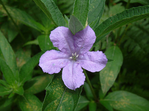 Carolina Wild Petunia - Ruellia caroliniensis