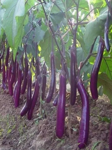 Long Purple Eggplant - Veggie Start