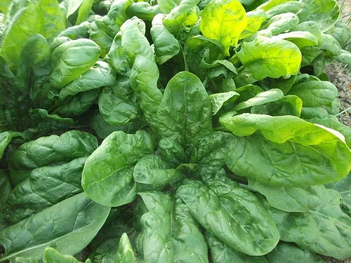 Viroflay Spinach - Veggie Start - Mix & Match (Sold Out)