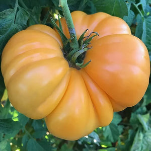 Amana Orange Tomato - Veggie Start *Heirloom