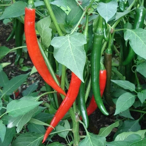 Long Red Slim Cayenne Pepper - Veggie Start