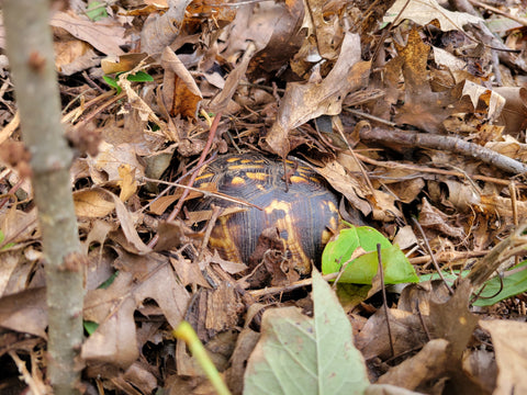 Maintenance Visit - Invasive Removal & Habitat Management