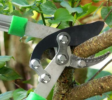 Horticultural Pruning