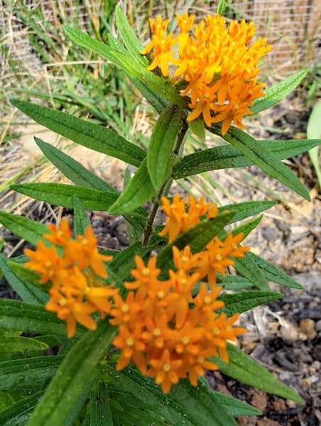 Butterflyweed - Asclepias tuberosa