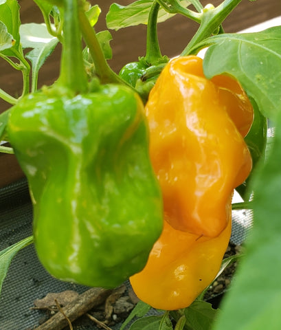 Habanero Pepper - Veggie Start