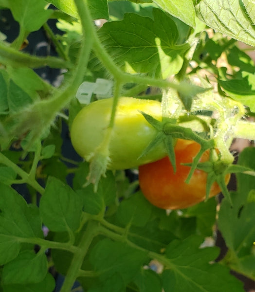 San Marzano Tomato - Veggie Start