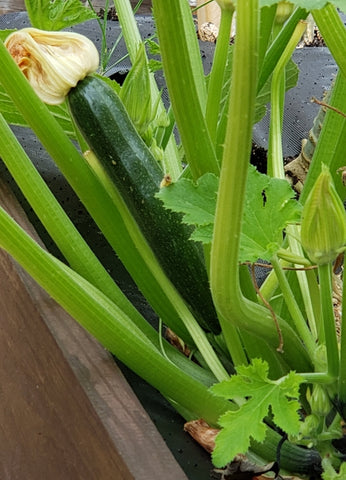 Black Beauty Zucchini - Veggie Start