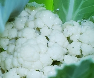 Early Snowball Y Cauliflower - Veggie Start