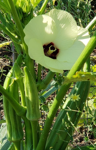 Spineless Okra - Veggie Start - Mix & Match (Sold Out)