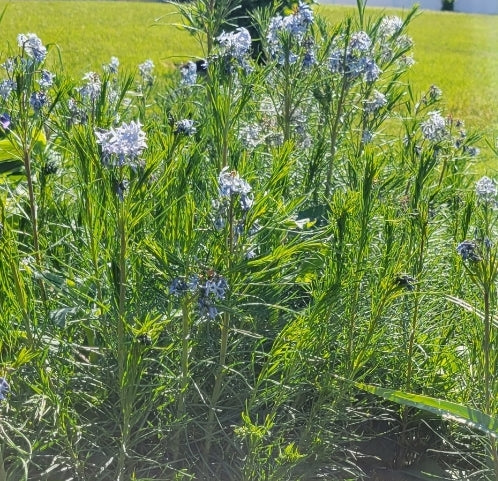 Blue Star Amsonia - Native Plant (Southern VA)