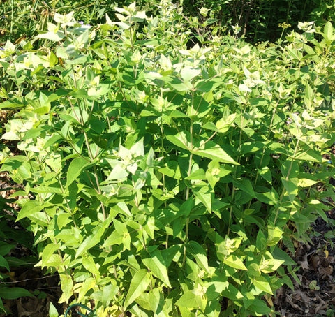 Mountain Mint (Short-toothed) - Native Plants