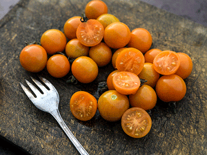 Sungold Select II Tomato - Veggie Start
